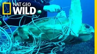 See an Entangled Sea Turtle Saved by Divers | Nat Geo Wild