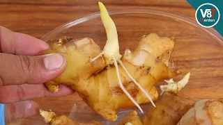 Easy Grow Ginger From Store Bought | Roots Grow Fast