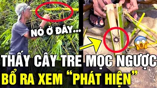 Đi rừng tìm được CÂY TRE MỌC NGƯỢC, người đàn ông bổ ra thì thấy XÁ VẬT bên trong | Tin Nhanh 3 Phút