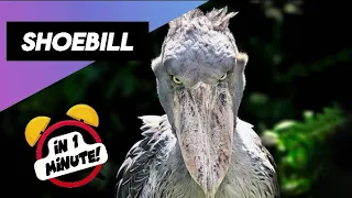 Shoebill l The Living Dinosaur l Nature's Network