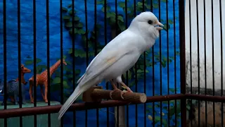 Canary singing birds sounds at its best