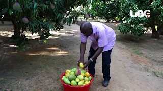 Leading by example, Former Minister now Koboko MP James Baba mints money from mangoes