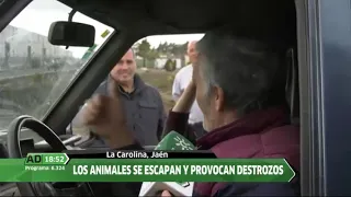 Vacas sueltas en La Carolina destrozan propiedades publicas y privadas