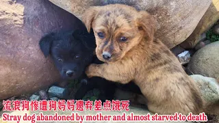 It’s so unbelievable that a mother dog cruelly abandoned her two babies.