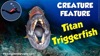 Titan Triggerfish | Divers BEWARE! 😱