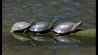 The Edge of Extinction, Episode 1: Turtles in trouble