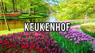 🌷Keukenhof Gardens 2023 - Tulip Fields in the Netherlands 4K Walking Tour