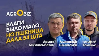 Рекордная урожайность пшеницы и летние заморозки на кукурузе в СКО | Зенченко и К, Kusto Agro