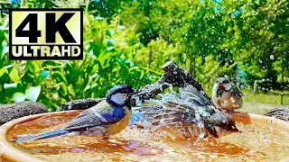 Cute Great Tit chicks learn to bathe | Birdbath | Nature | Videos for Cats | 4K UHD | Close Up