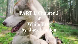 PART I, Chapter 2 of White Fang by Jack London #audio #audiobook
