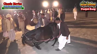 Horse Dance Jashne Bodla Bahar Day 2nd 2017 Abadi Shahbaz Nagar Pakpattan 32