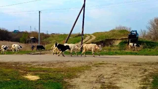 НАМУЧАЛИСЬ ВЫГОНЯТЬ СКОТИНУ! ОГРОМНОЕ СТАДО РАЗБЕЖАЛОСЬ ПО ЧУЖИМ ОГОРОДАМ!