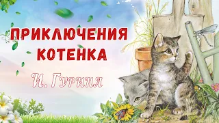 🐱Сказки на ночь - Приключения котенка - Аудиосказки о животных