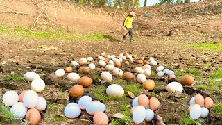 It's amazing to see so many duck eggs in a dry lake near a rice field.