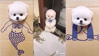 Tik Tok Chó Phốc Sóc Mini Siêu Cute Funny And Cute Pomeranian Videos