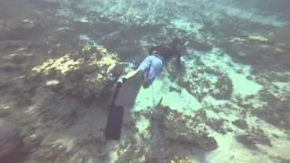 Freediving spearfishing Mutton snapper and snagging lobsters