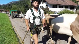 Alpe Obergelchenwang Viehscheid bei Gunzesrieder Säge 16.9.2023