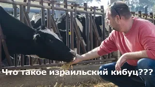 Что такое израильский кибуц