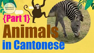 Learn Chinese. Animals in Chinese. Animals in Cantonese - Part 1. - 動物 - 粵語