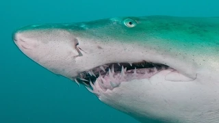 Sand Tiger Shark Mystery | JONATHAN BIRD'S BLUE WORLD