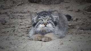 Манул Лоло и ее семеро маленьких котят, которые гуляют под присмотром мамы.