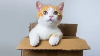New Family member! A little orange kitty | SanHua Cat Live