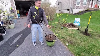 How to Spring Prune a Fig Tree