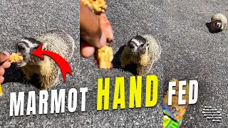 Person Hand Feeds a Marmot
