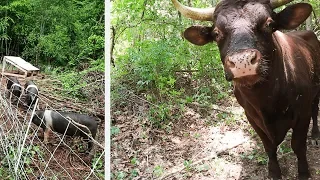 Pigs + Cows work together to clear my Forest