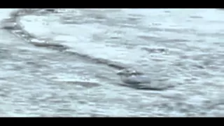 The Iceland Worm Monster (Lagarfljóts Worm) Caught on Camera[Original]