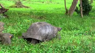 Mating Galápagos Giant Tortoises