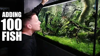 100 FISH ADDED to planted aquarium! The king of DIY