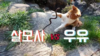 살모사(뱀) vs 고양이(우유)