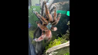 Caribena versicolour, Antilles Pink Toe rehouse and care