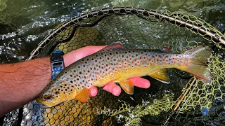 Wild trout fishing in the Great smoky mountain national park