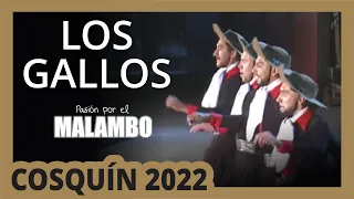 ⚡Pre Cosquín 2022 LOS GALLOS Conjunto de Malambo | Pasión por el malambo