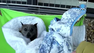 Rescuing a flying-fox trapped on a balcony:  this is Beach