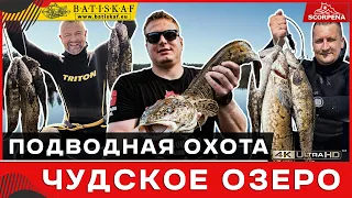 Налимы Чудского озера на подводной охоте