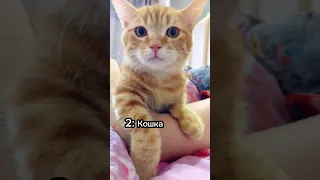 Как понять что кошка скучала по вам 🐈😢 #cat #catsfacts