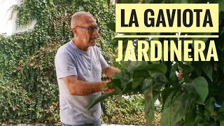 La GAVIOTA JARDINERA   Septiembre 2022 #467