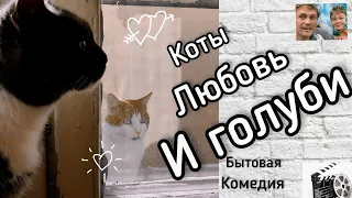 Смешные Коты, Любовь и голуби. Фильм #кот#смешно#котики