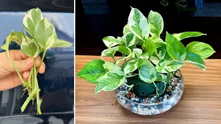 Marble queen pothos is very beautiful with new patterns, making your home more unique