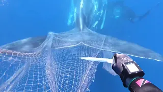 Спасение огромного кита из сети. Китёнок попросил дайверов о помощи