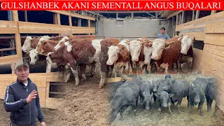 GULSHANBEK AKNI AMERCONS ABERDEEN ANGUS SEMENTALL BUQALARI KELDI 1,5 MILLIONDAN ARZON BERAMAN