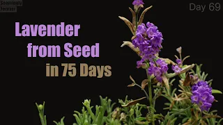 Lavender from Seed to Flower 💜 Time Lapse