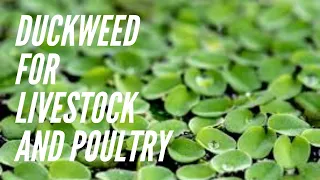 DUCKWEED CULTURE! This aquatic fern Will Reduce Livestock and Poultry Feeds Cost by At Least 20%!