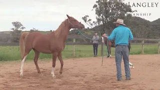 How to get a Worried or Distracted Horse's Focus