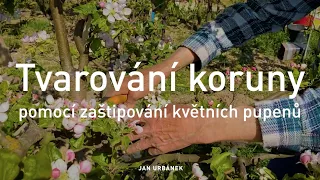 Tvarování koruny pomocí zaštipování květních pupenů