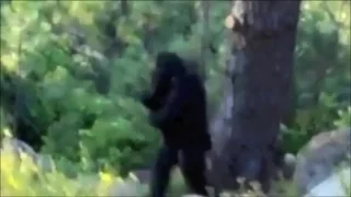 The Independence day bigfoot Footage: Breakdown