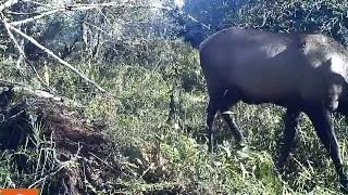 Oregon Trail Camera - Bull elk in the woods